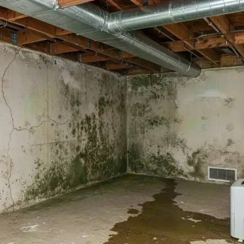 Professional Mold Removal in Concordia Parish, LA